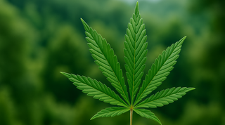 Indica vs. Sativa vs. Hybrid: What’s the Real Difference (and Which One’s Right for You?)
