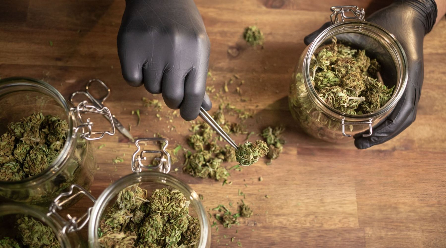 Beyond Basics: THCa vs. Delta 9 for the Curious Enthusiast