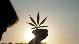 Is THCa Synthetic? Breaking Down the Facts in 2025