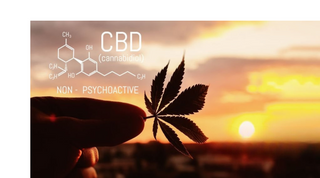 How Long Does THCa Stay in Your System—and On Your Shelf?