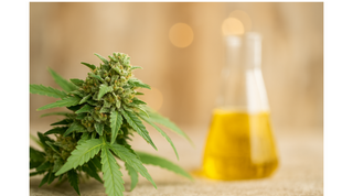 THCa Extraction Explained: How We Keep It Raw, Pure, and Potent