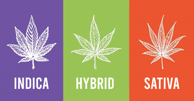 The Differences Between Indica, Hybrid and Sativa