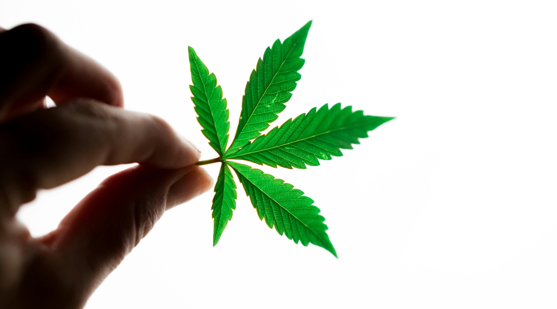 THCa Dosage Guide 2025: Finding Your Optimal Cannabinoid Intake