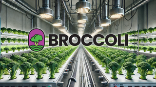 Broccoli Joins the Hemp Revolution with hhemp.co