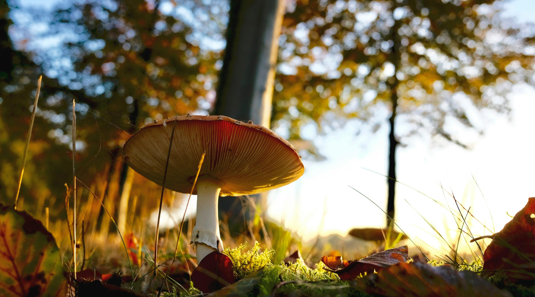 Mushroom Adaptogen Gummies