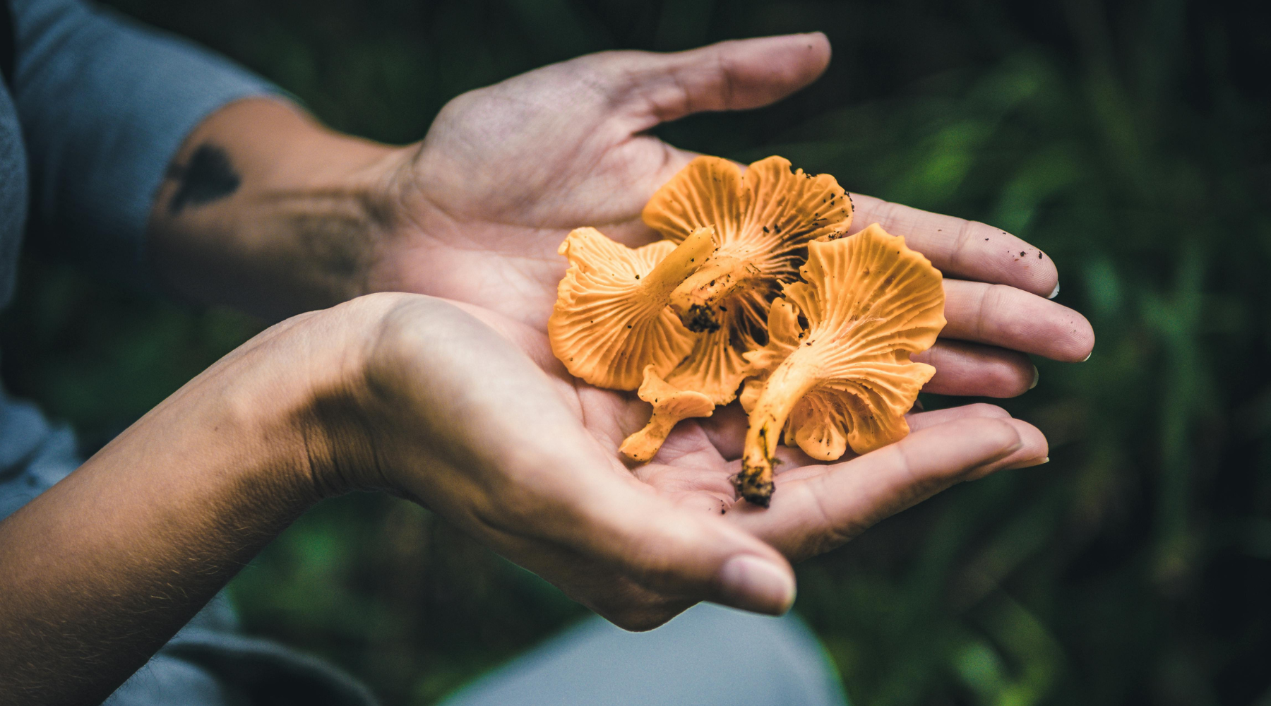 Mushrooms + CBD = Magic?