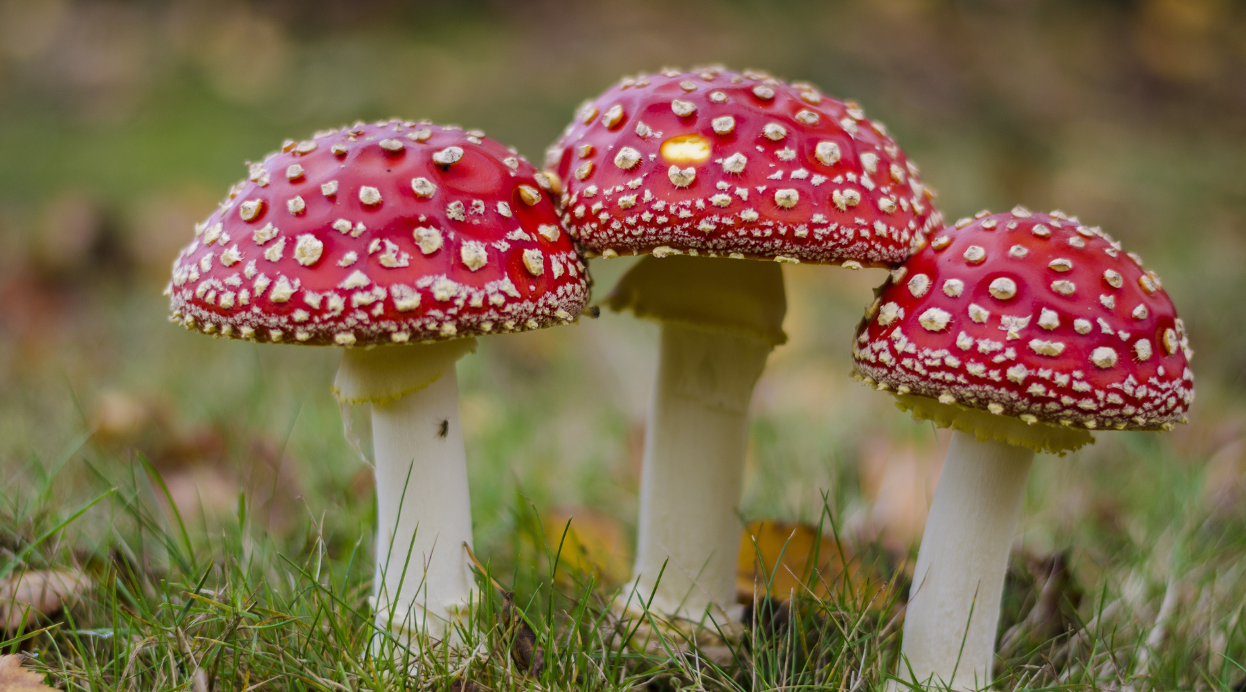 Wonderuum Mushroom