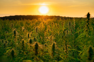 What Is Hemp-Derived Delta-9? A Guide to This Legal Cannabinoid