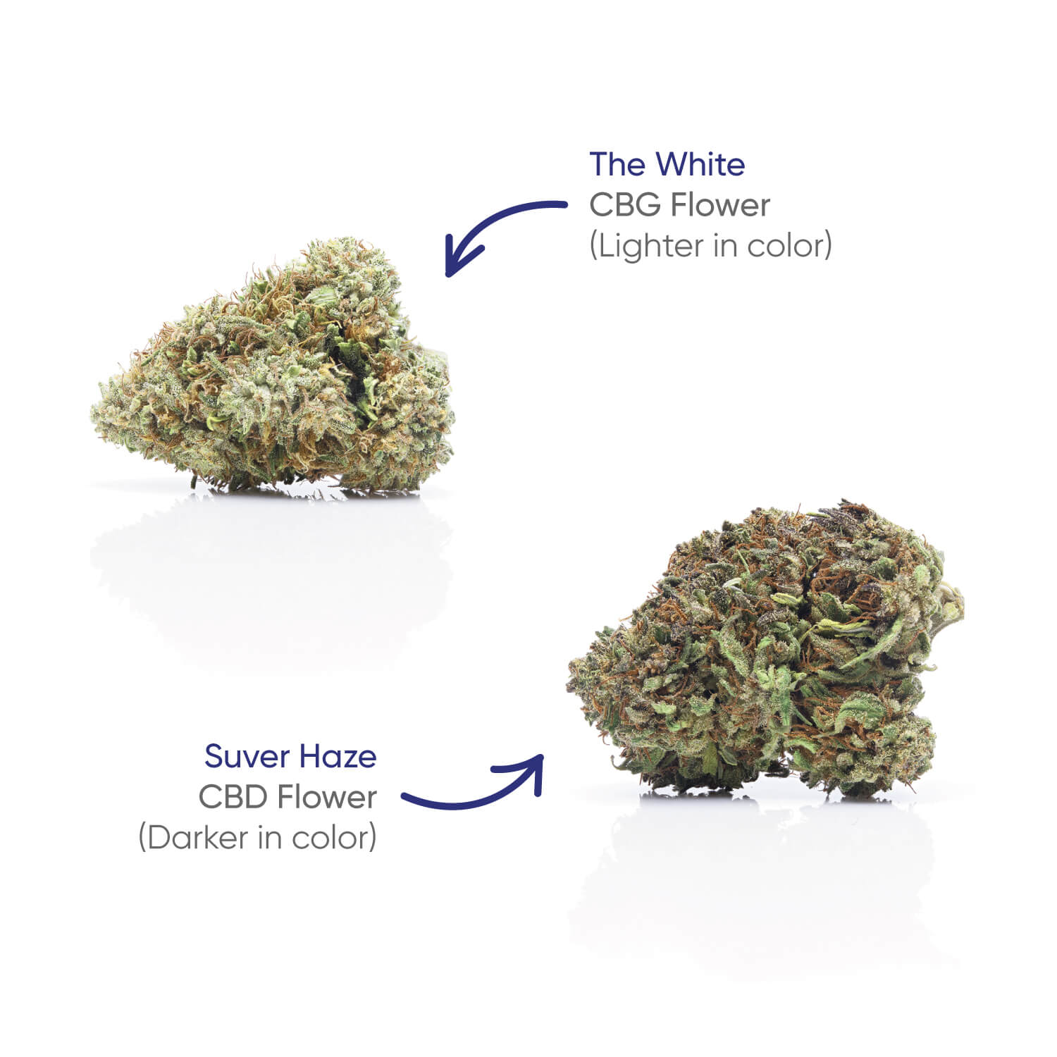 hhemp.co Flower Jar - CBG + Suver Haze - H H HARVEST CO