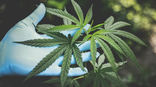 Does THCp Show Up on a Drug Test? What You Need to Know (2025)