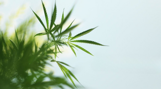 What’s Trending in the Hemp Space in 2025? Your Insider Guide to What’s Hot (and What’s Next)