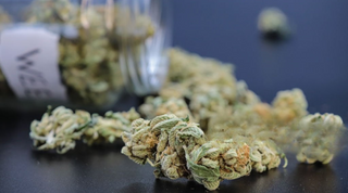 How Long Does THCa Stay in Your System? Here’s What You Need to Know (2025)