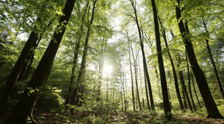 Best Natural Remedies for Anxiety That Aren’t Pharmaceuticals (2025 Wellness Guide)