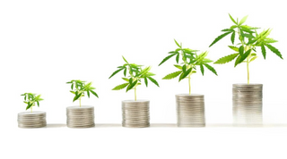Why Hemp Cannabinoids Are the New Plant-Based Power Tools (2025 Wellness Upgrade)