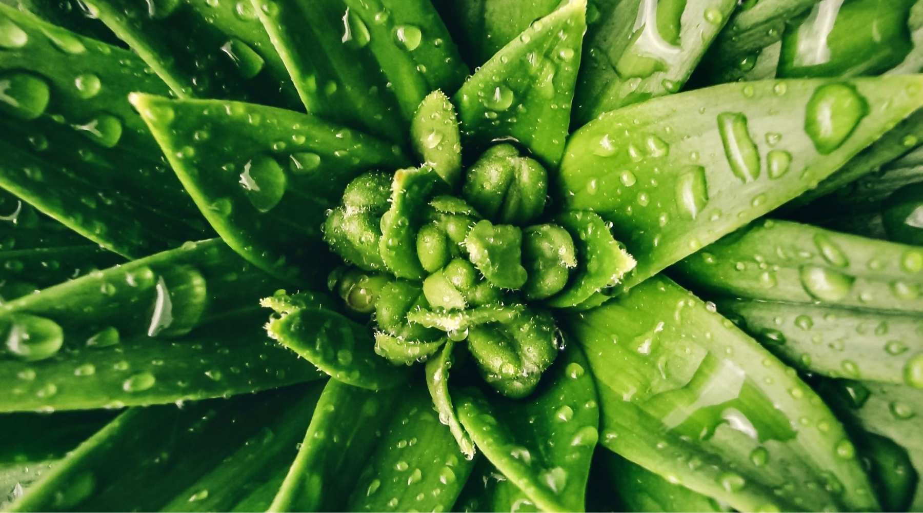 CBD vs Aloe Vera: Which Natural Remedy Reigns Supreme?