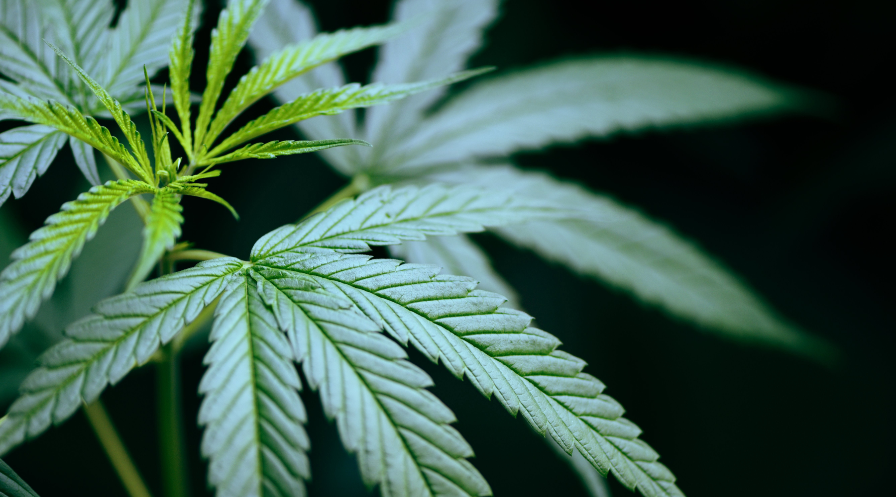 CBG vs CBD 