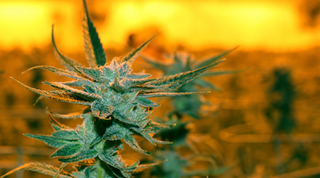 THCa Guide