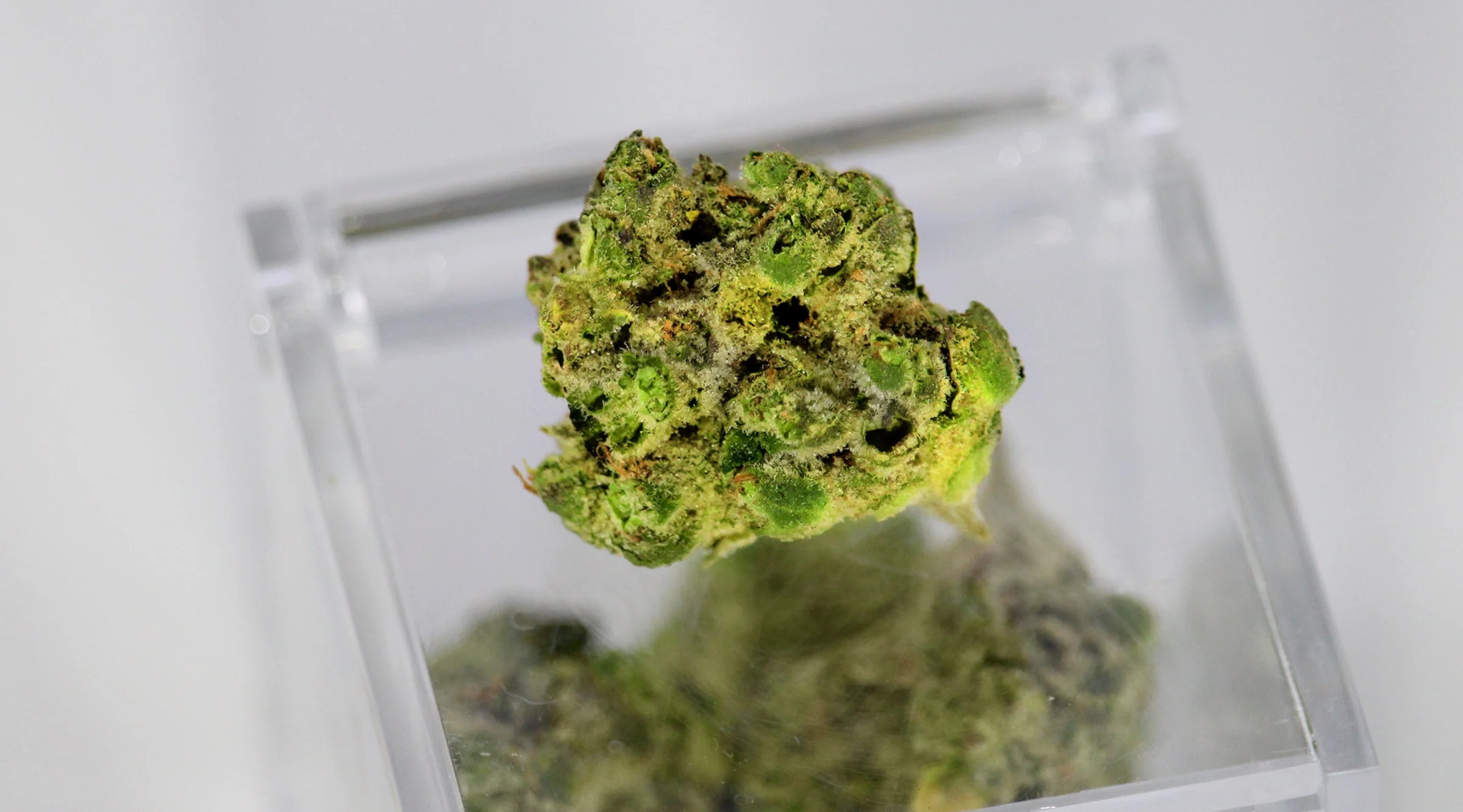 What Are Terpenes?