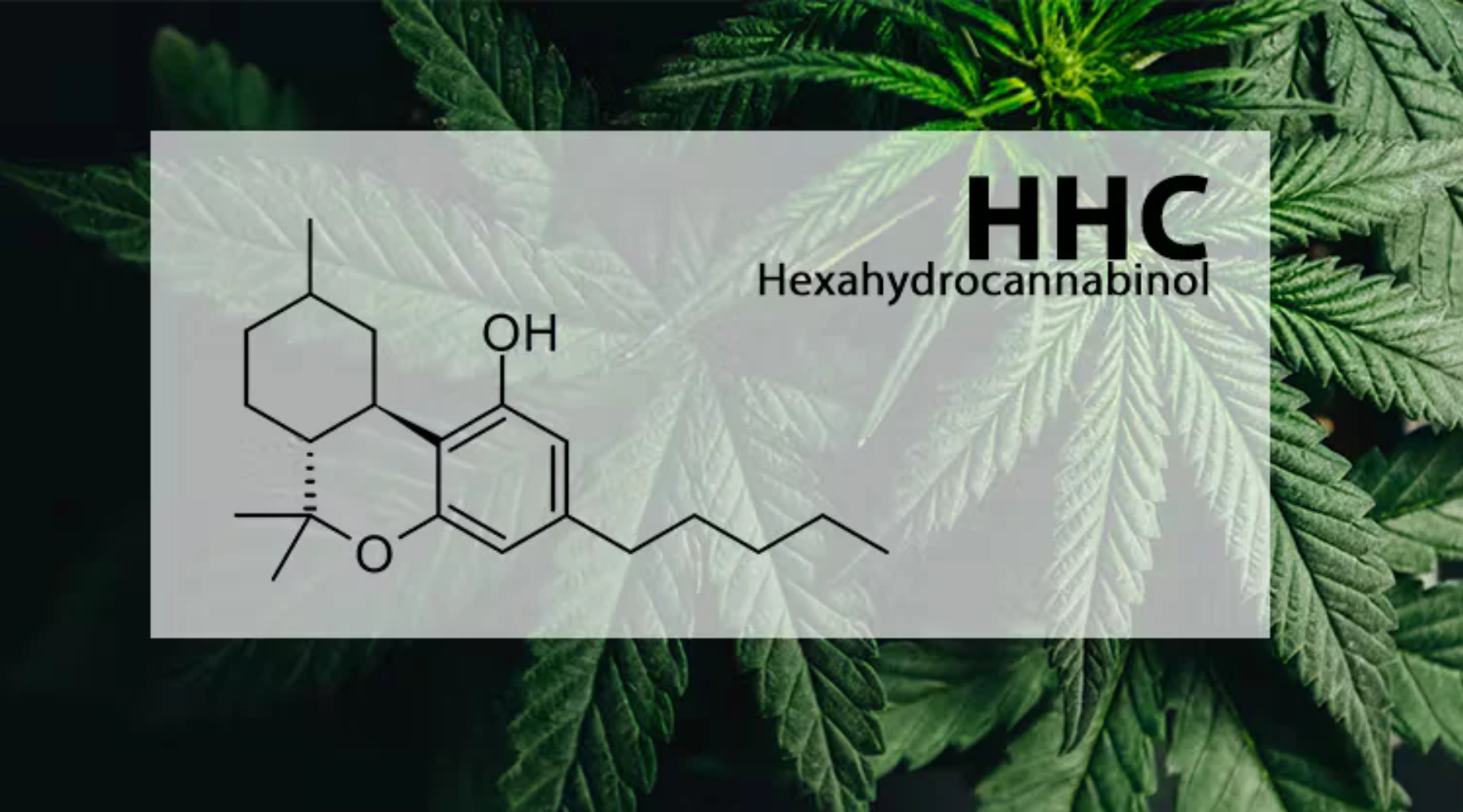 Everything You Need To Know About HHC