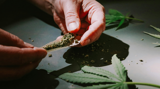 The Rise of THCA Flower: A New Trend in Cannabis Consumption
