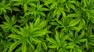 Why THCa Matters: Unlocking the Non-Psychoactive Power of Cannabis