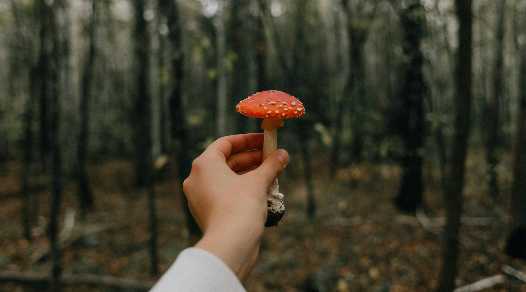 What's the Difference Between Amanita Muscaria vs. Psilocybin Mushrooms for Recreational Use?