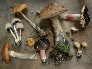 Best Mushroom Snacks and Recipes for National Mushroom Day (2025 Edition)