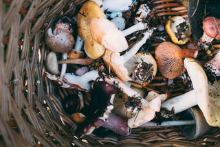 Functional Mushrooms for Immunity and Overall Wellness (2025 Guide)