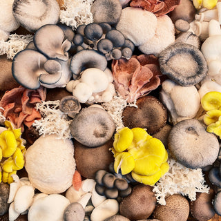 Benefits of Lion’s Mane Mushrooms for Focus and Brain Health (2025 Guide)