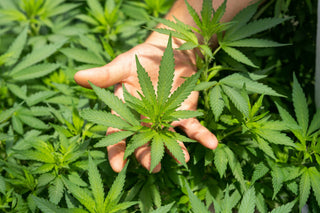 What the Heck Is Decarboxylation and Why It Matters (2025 Hemp Explainer)