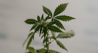 Hemp-Derived vs. Marijuana-Derived THC: What’s the Real Difference? (2025 Guide)