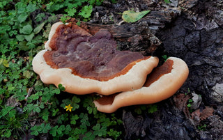 How to Use Reishi Mushrooms for Stress Relief and Sleep (2025 Guide)