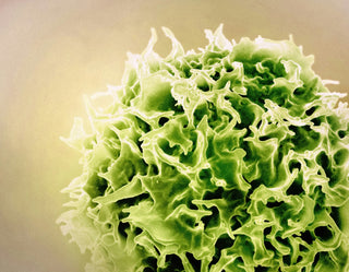 Can Cannabinoids Like THCa Support Immune Health Naturally? (2025 Science Guide)