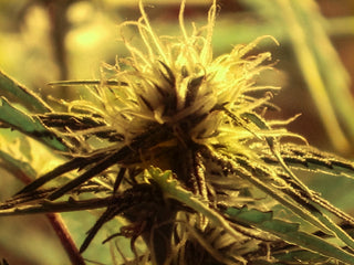 a close up of a plant