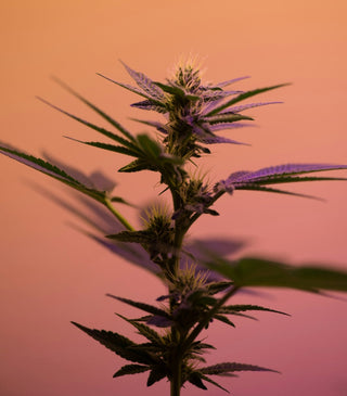 10 Fun Facts About THCa That Most People Get Wrong (2025 Myth-Buster Edition)