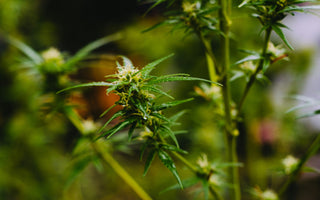 How to Interpret Terpene Profiles in Hemp Flower and Concentrates (2025 Flavor + Function Guide)