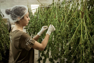 The Difference Between Isolate, Broad-Spectrum, and Full-Spectrum CBD (2025 Buyer’s Guide)